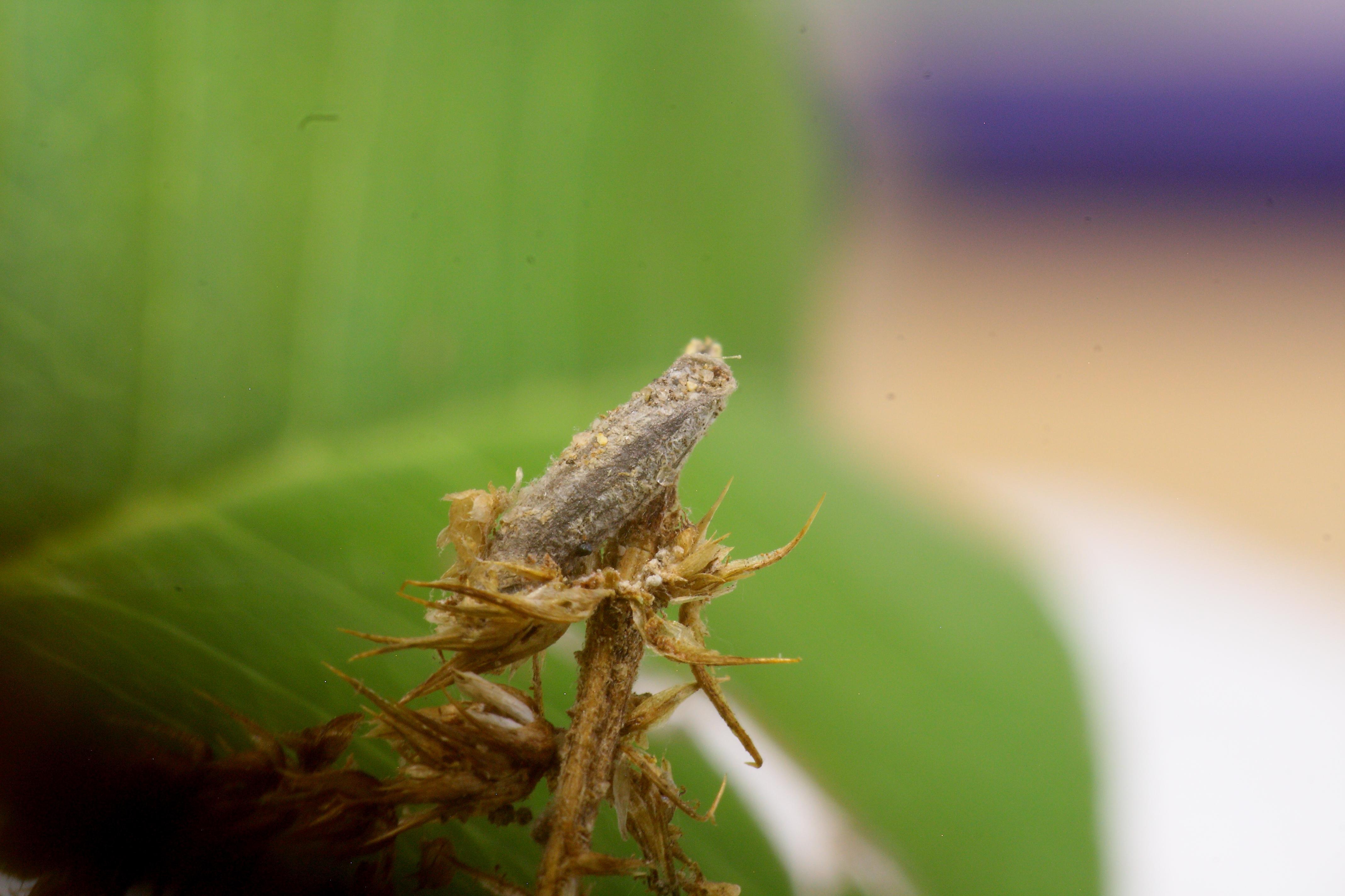 Coleophora versurella - labodatermés-zsákosmoly