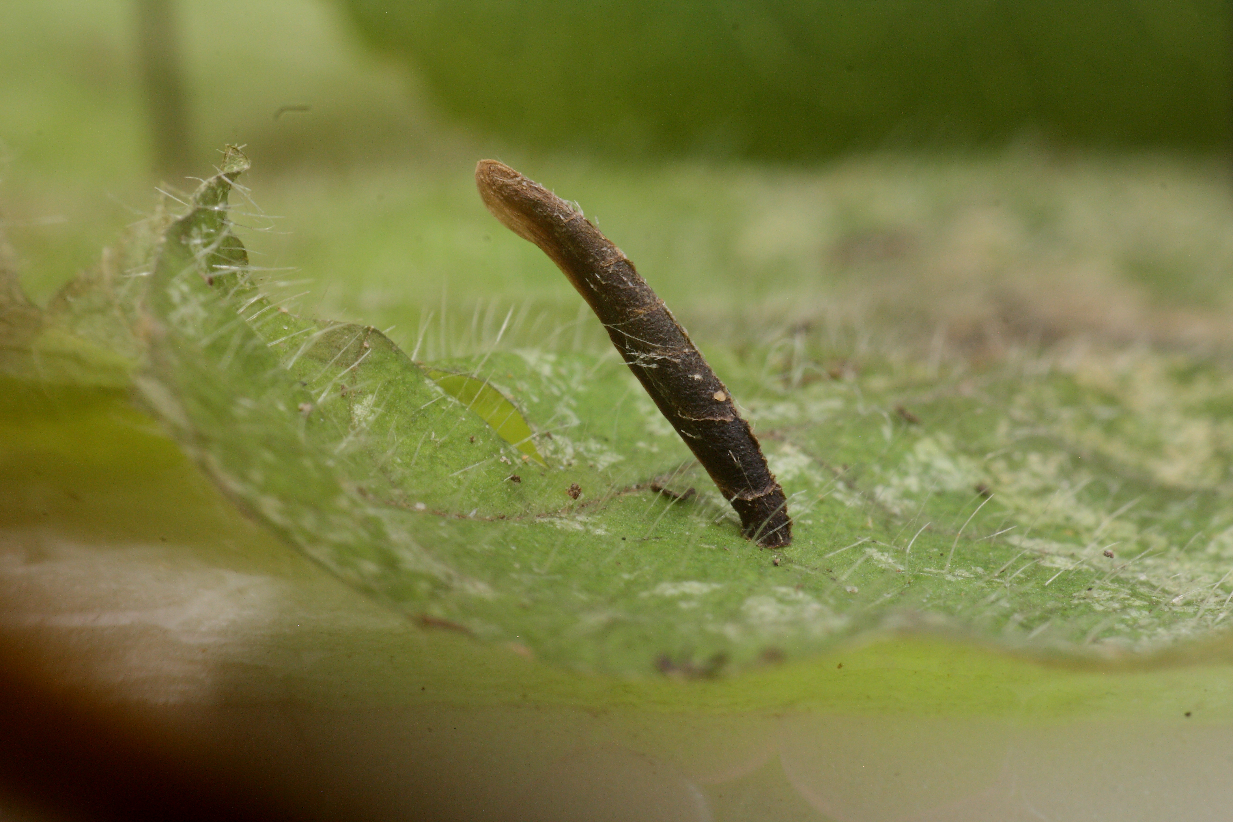 Coleophora albitarsella - árvacsalánlakó zsákosmoly