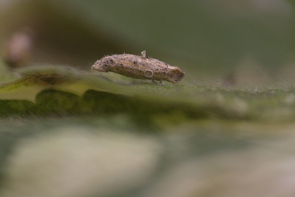 Microlepidoptera - Molylepkék
