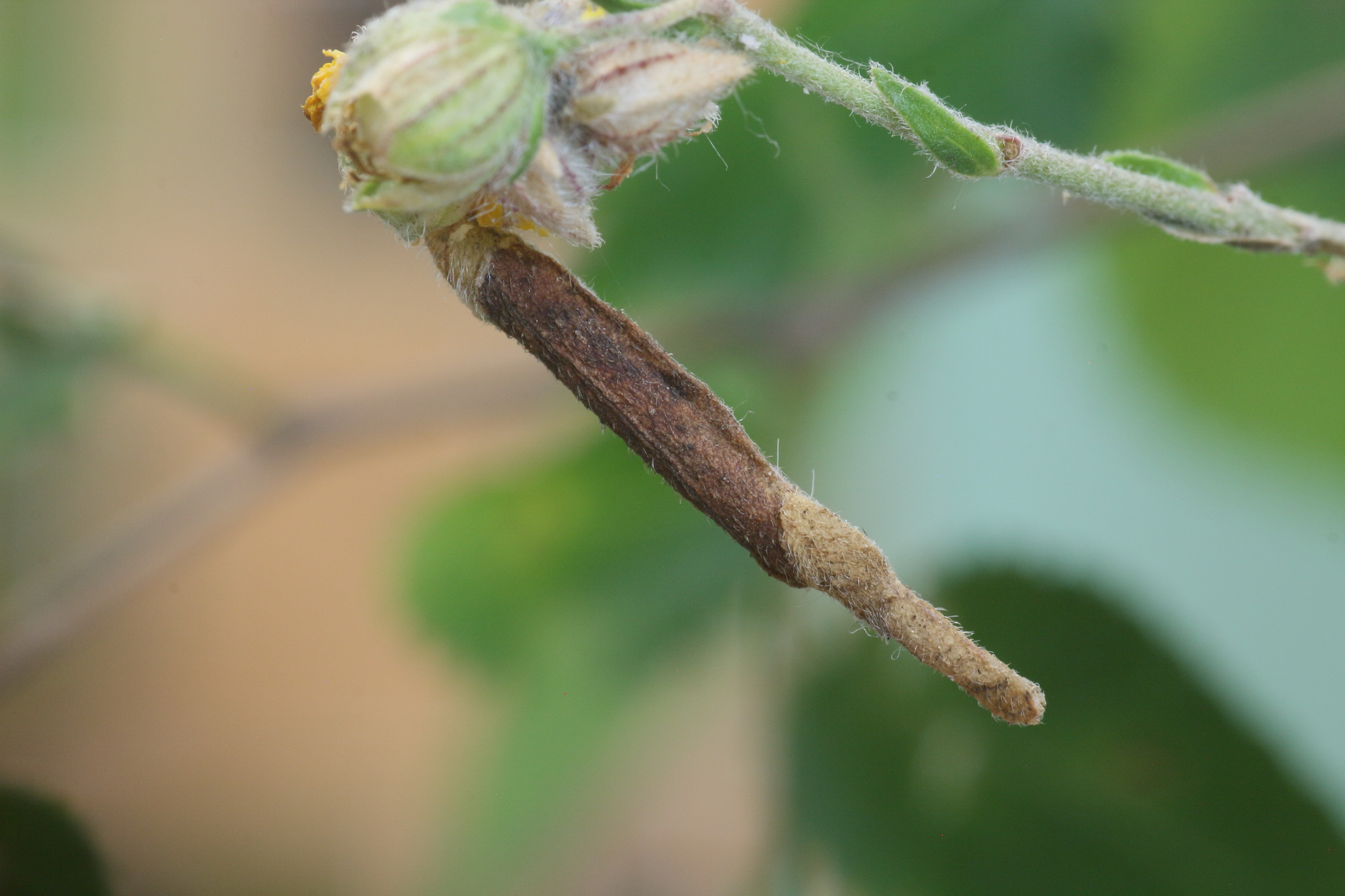 Coleophora ochrea - ezüstcsíkos zsákosmoly
