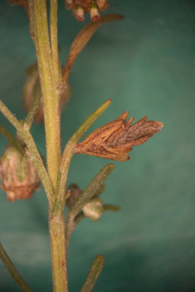 Coleophora uralensis - uráli zsákosmoly
