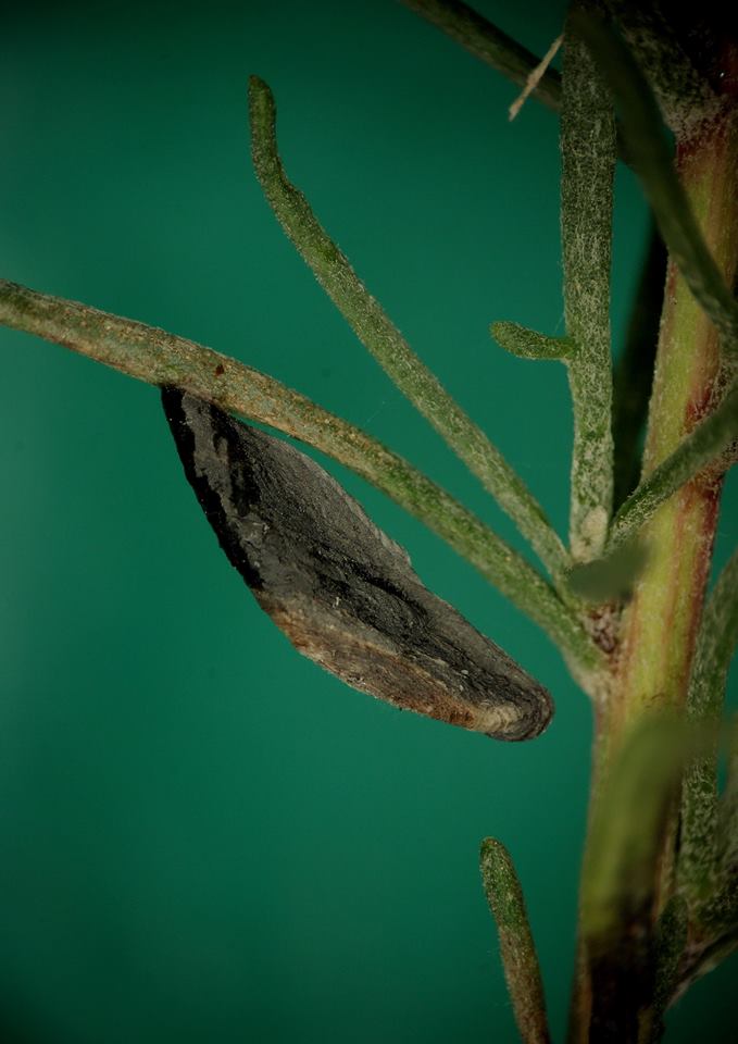 Coleophora caelebipennella - szalmagyopár-zsákosmoly