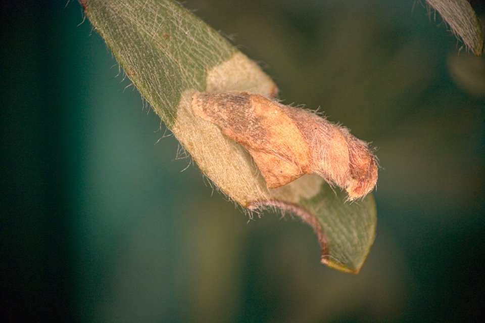 Coleophora congeriella - spanyol zsákosmoly