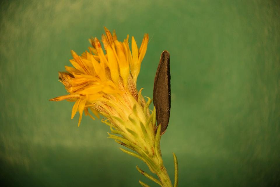 Coleophora conspicuella - búzavirág-zsákosmoly