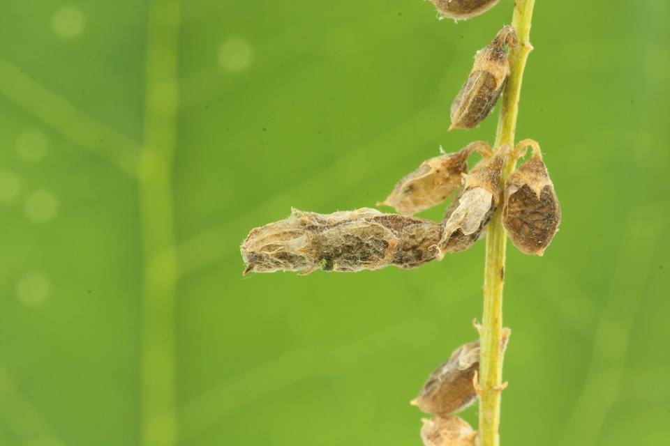 Coleophora trifolii - somkóró-zsákosmoly