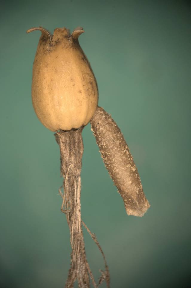 Coleophora nutantella - szegfűlakó zsákosmoly