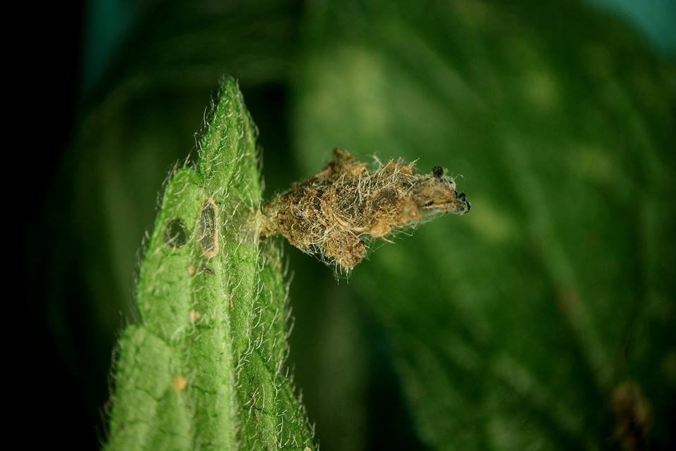 Coleophora lineolea - árvacsalán-zsákosmoly