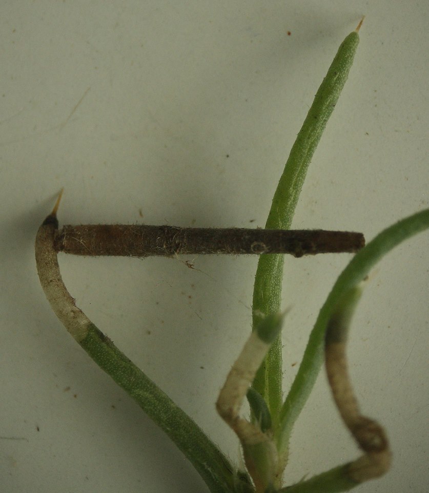 Coleophora klimeschiella - buckajáró zsákosmoly