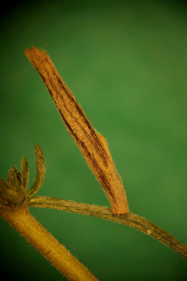 Coleophora eurasiatica - eurázsiai zsákosmoly