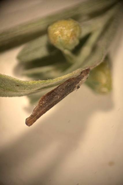 Microlepidoptera - Molylepkék
