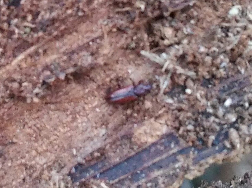 Bothrideres bipunctatus - szívnyakú humuszbogár