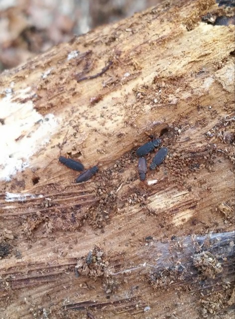 Uleiota planatus - hosszúcsápú fogasnyakú-lapbogár