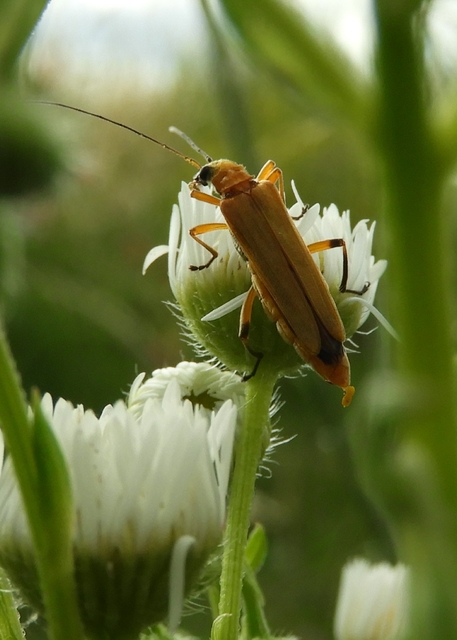 Oedemera podagrariae - székfű-álcincér