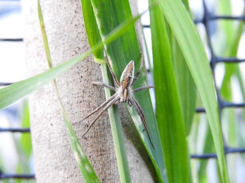 Pisaura mirabilis - csodáspók
