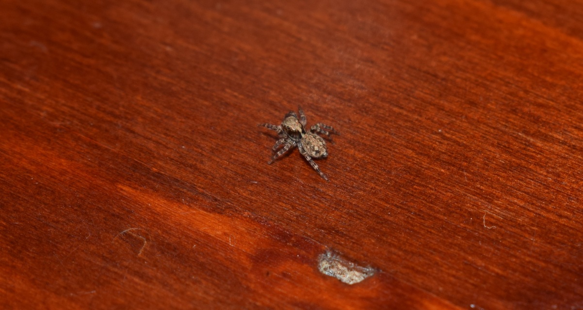 Pseudeuophrys lanigera - szobai ugrópók