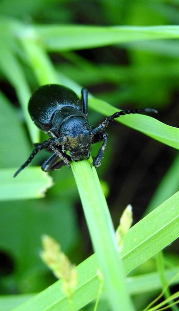 Dorcadion aethiops - fekete gyalogcincér