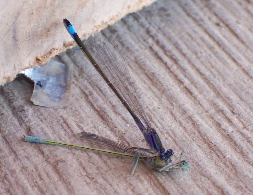 Ischnura elegans pontica - kéköves légivadász