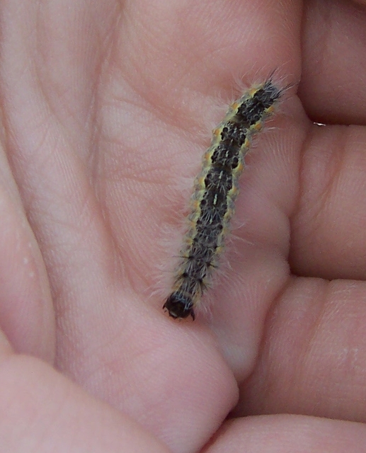 Hyphantria cunea - amerikai fehér medvelepke