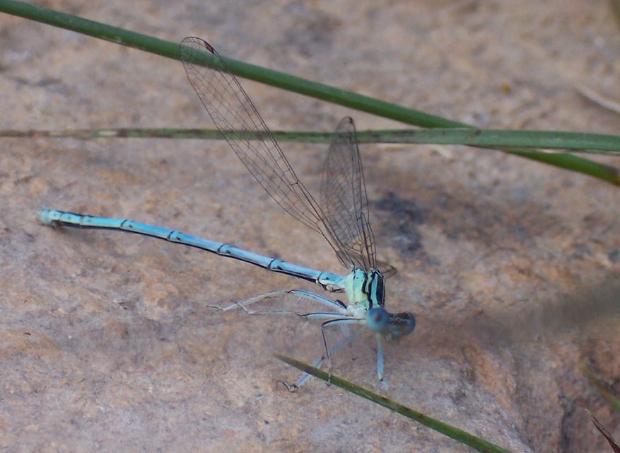 Platycnemis pennipes - széleslábú szitakötő