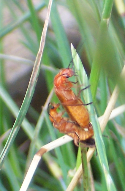 Rhagonycha fulva - feketevégű lágybogár