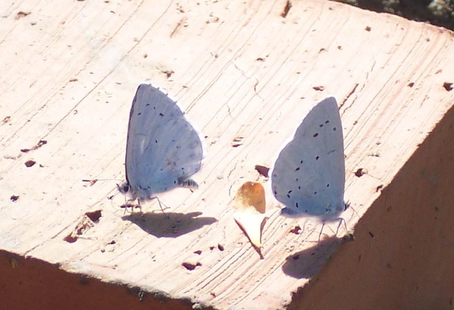 Celastrina argiolus - bengeboglárka