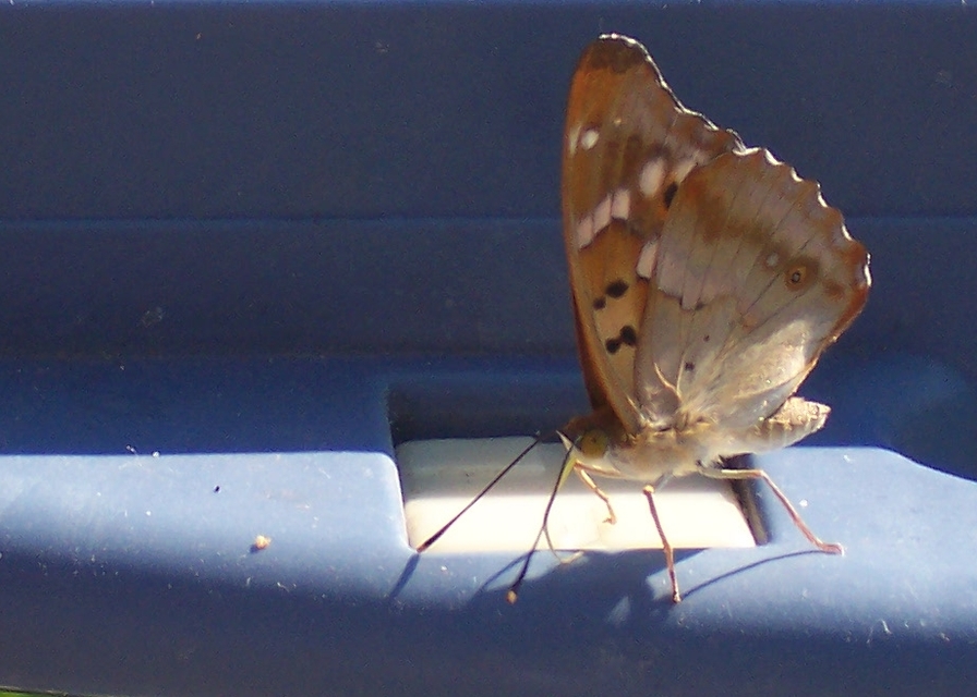 Apatura ilia - kis színjátszólepke