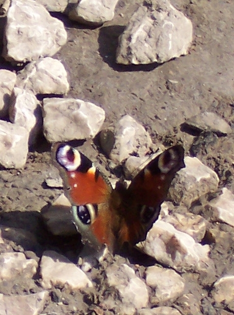 Nymphalis io - nappali pávaszem