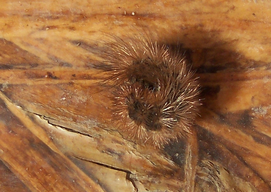 Phragmatobia fuliginosa - füstös medvelepke