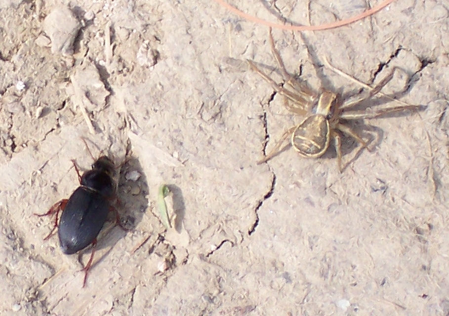 Xysticus ulmi - cserje-karolópók