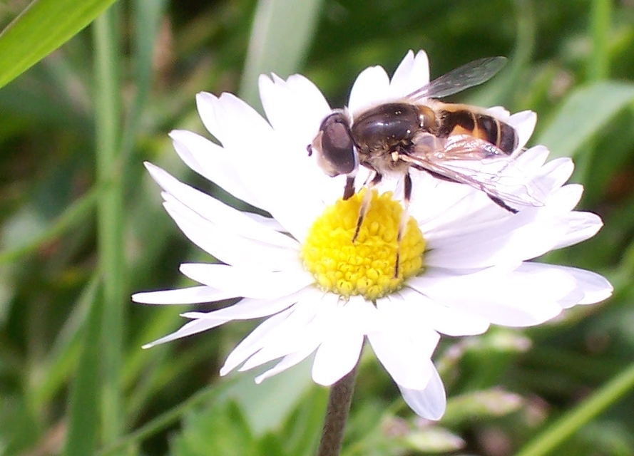 Eristalis