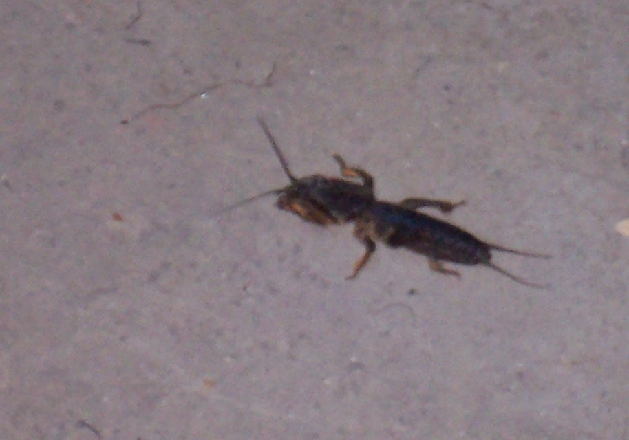 Gryllotalpa