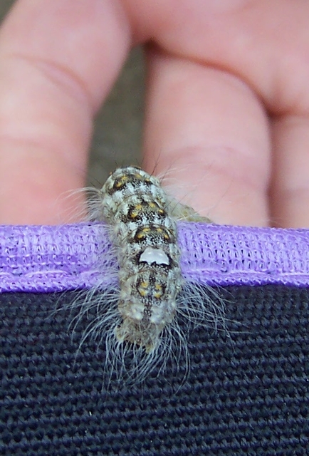 Acronicta megacephala - nagyfejű szigonyosbagoly