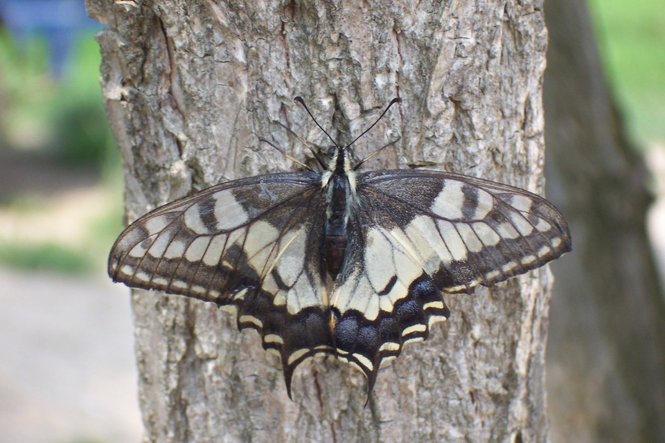 Papilio machaon - fecskefarkú lepke