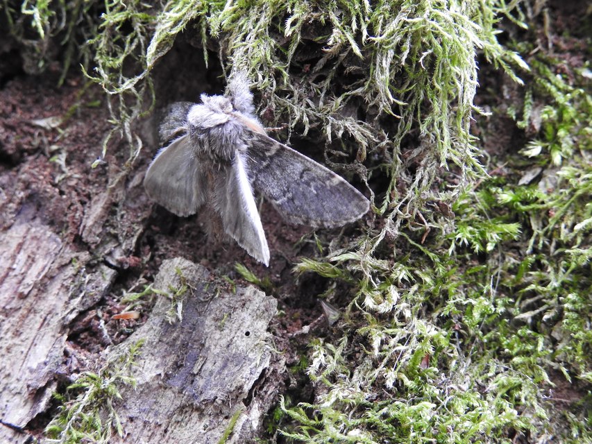 Drymonia ruficornis - cserfa-púposszövő