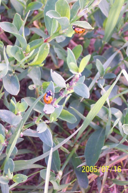 Coccinella septempunctata - hétpettyes katica