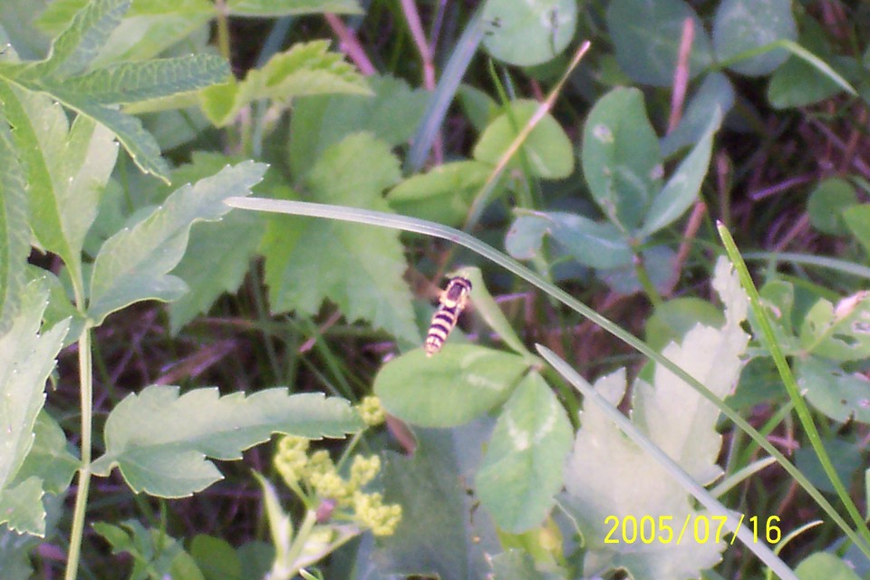 Sphaerophoria