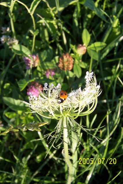 Coccinella septempunctata - hétpettyes katica