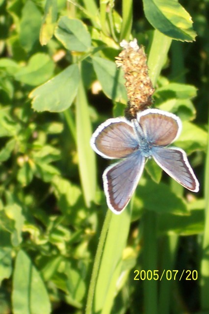 Plebejus argus - ezüstös boglárka