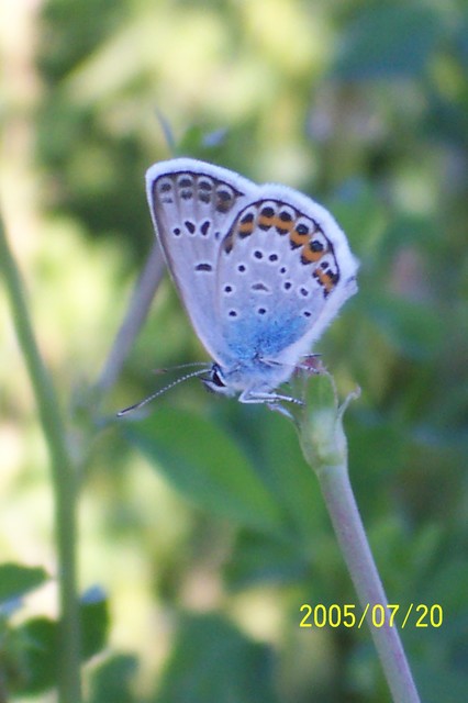 Plebejus argus - ezüstös boglárka