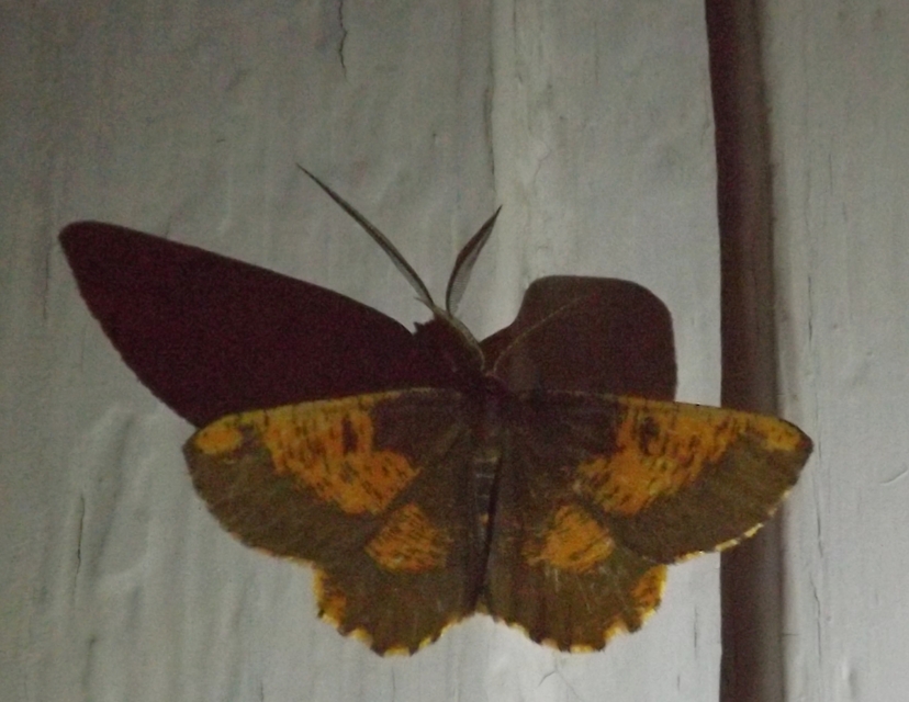 Angerona prunaria - sárga kökényaraszoló