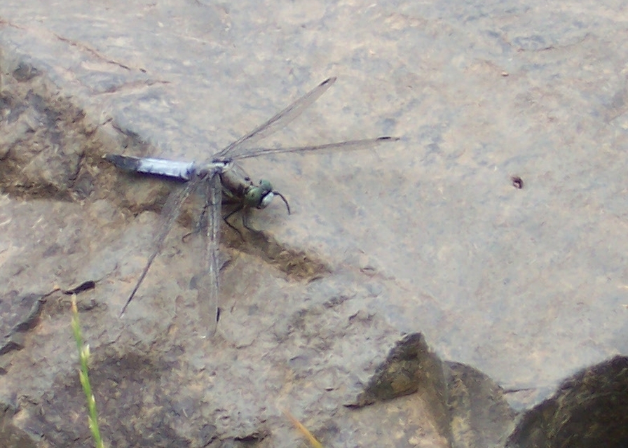 Orthetrum albistylum - fehérfarkú pásztorszitakötő