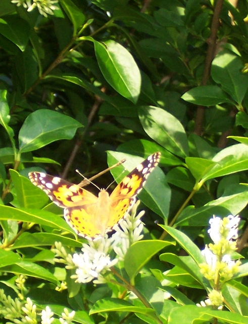 Vanessa cardui - bogáncslepke