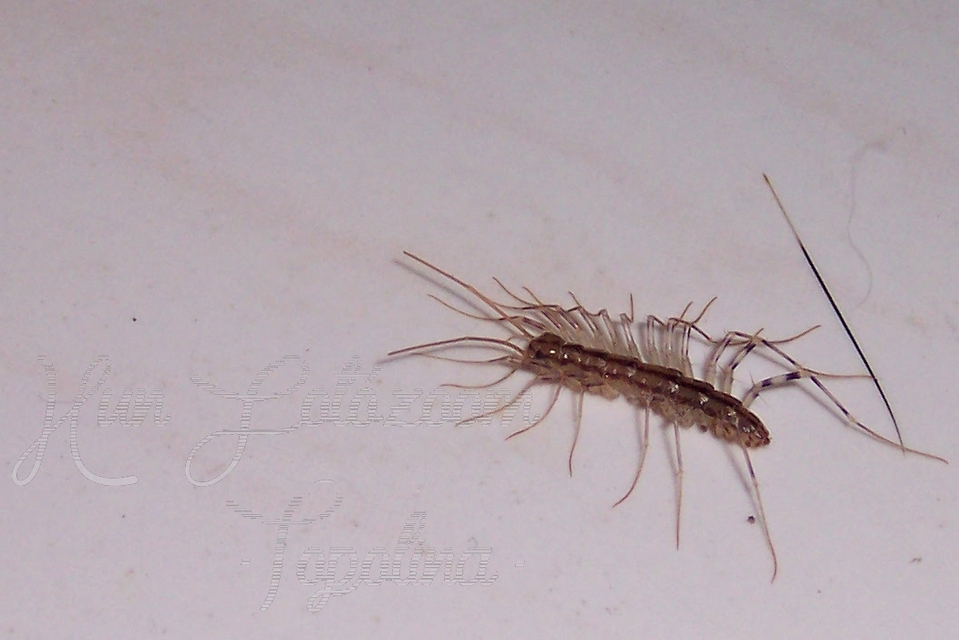 Scutigera coleoptrata - légyölő pókszázlábú