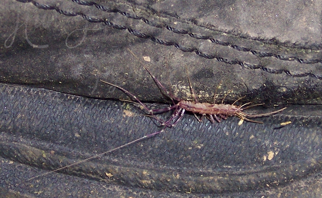 Scutigera coleoptrata - légyölő pókszázlábú