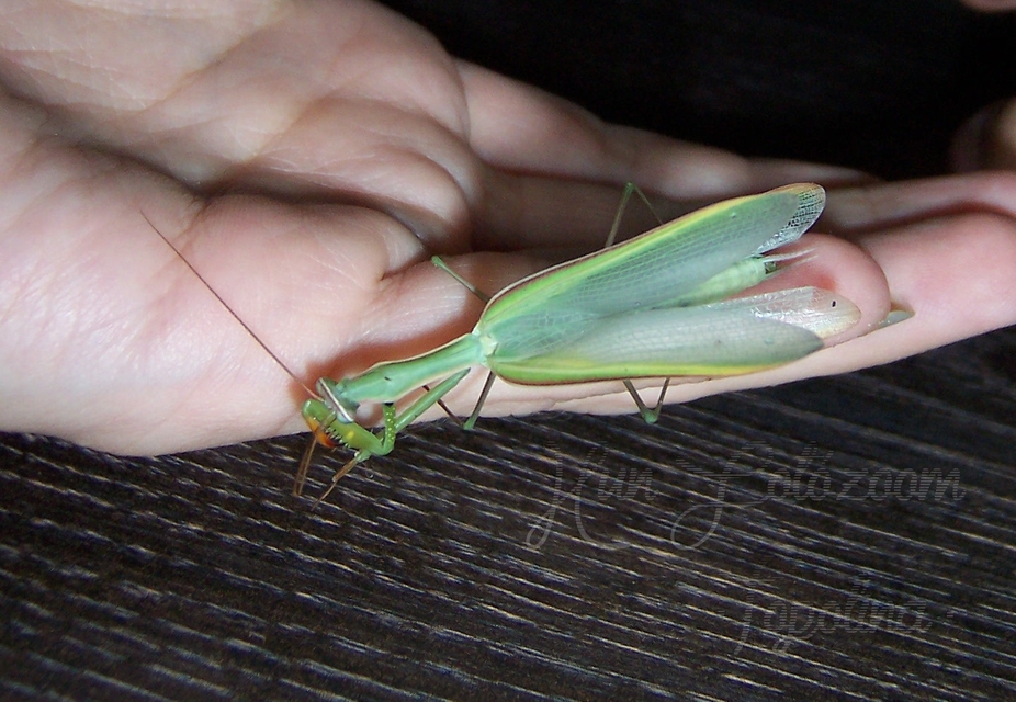 Mantis religiosa - imádkozósáska