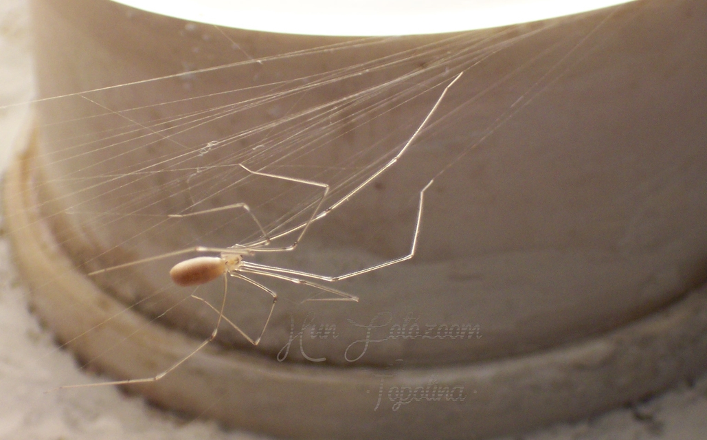 Pholcus opilionoides - kis álkaszáspók