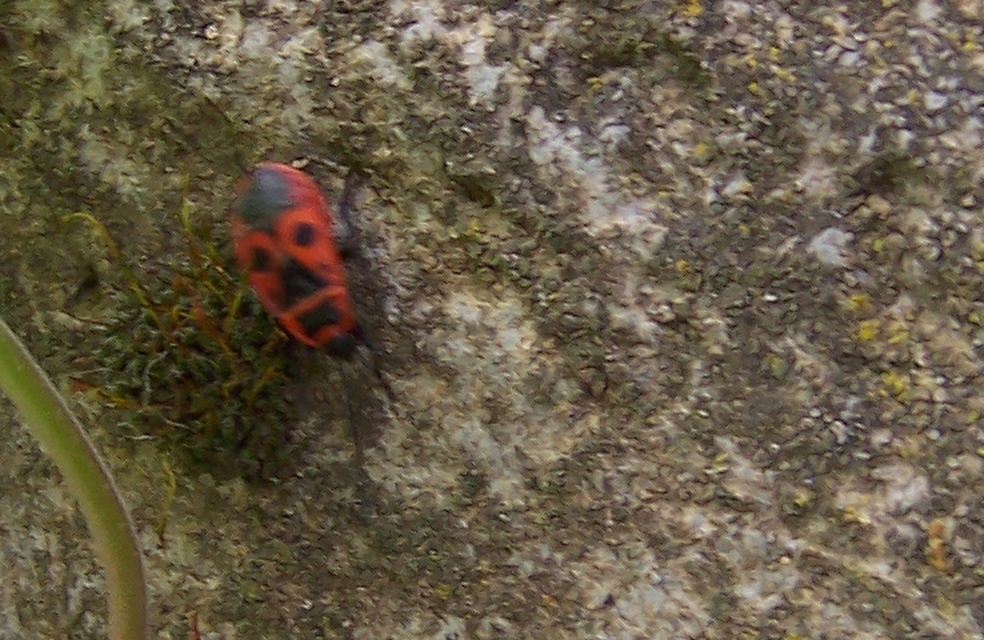 Pyrrhocoris apterus - verőköltő poloska