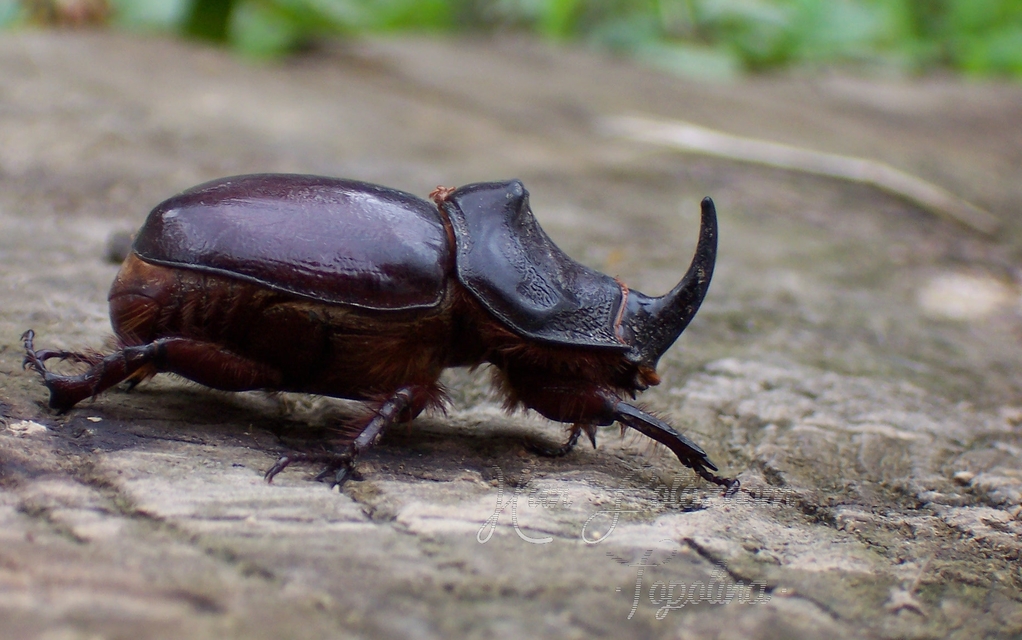 Oryctes nasicornis - orrszarvú bogár