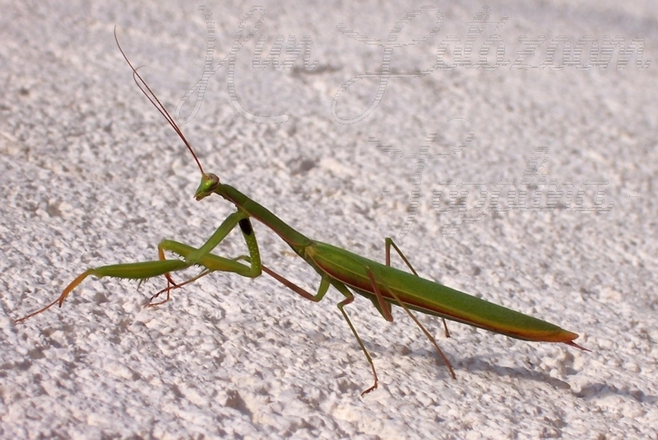 Mantis religiosa - imádkozósáska