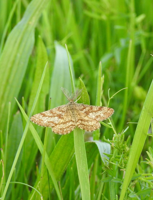 Ematurga atomaria - barna rétiaraszoló